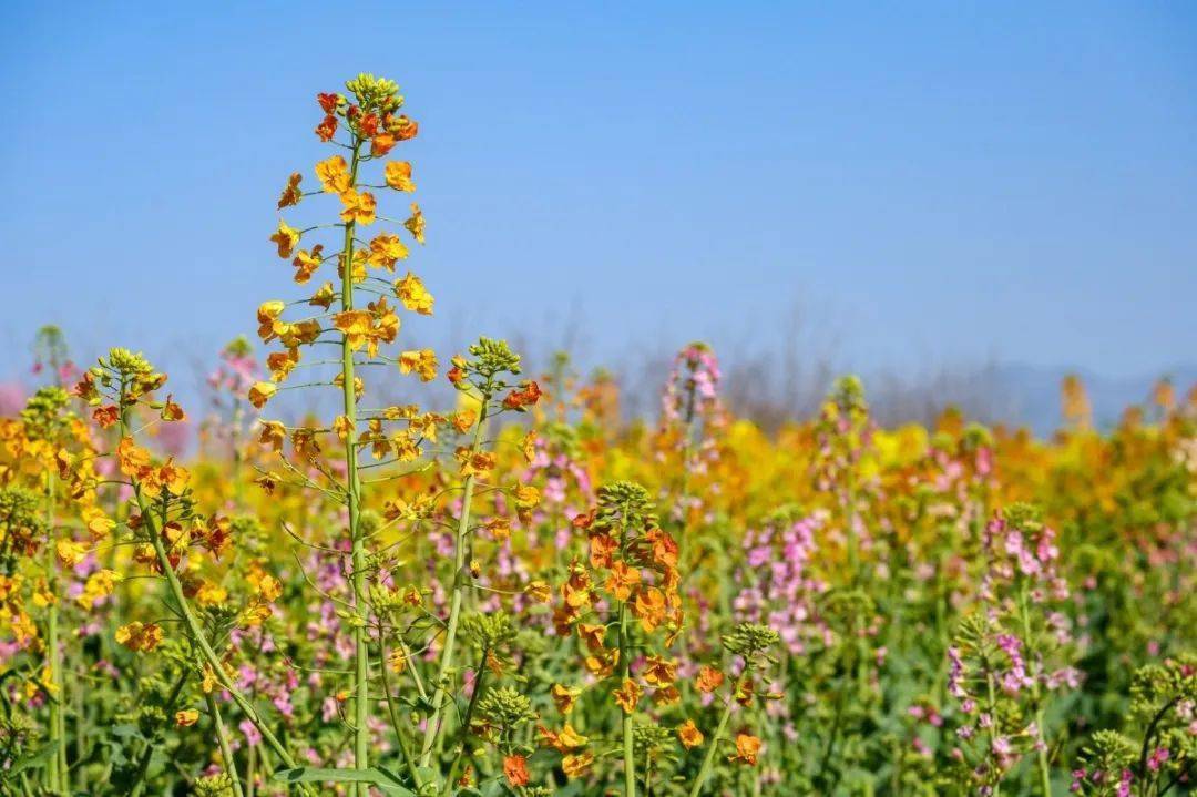 闯入绝美油菜花海,解锁汉中好春光!_郭阳_摄影_皇塘