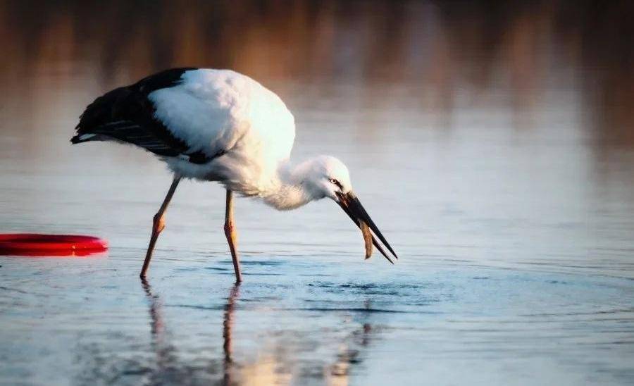 生态辽宁候鸟报春归辽宁多地迎来候鸟迁徙季