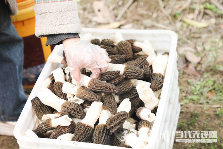 绥阳县郑场镇羊肚菌抢鲜上市奏响春日丰收曲