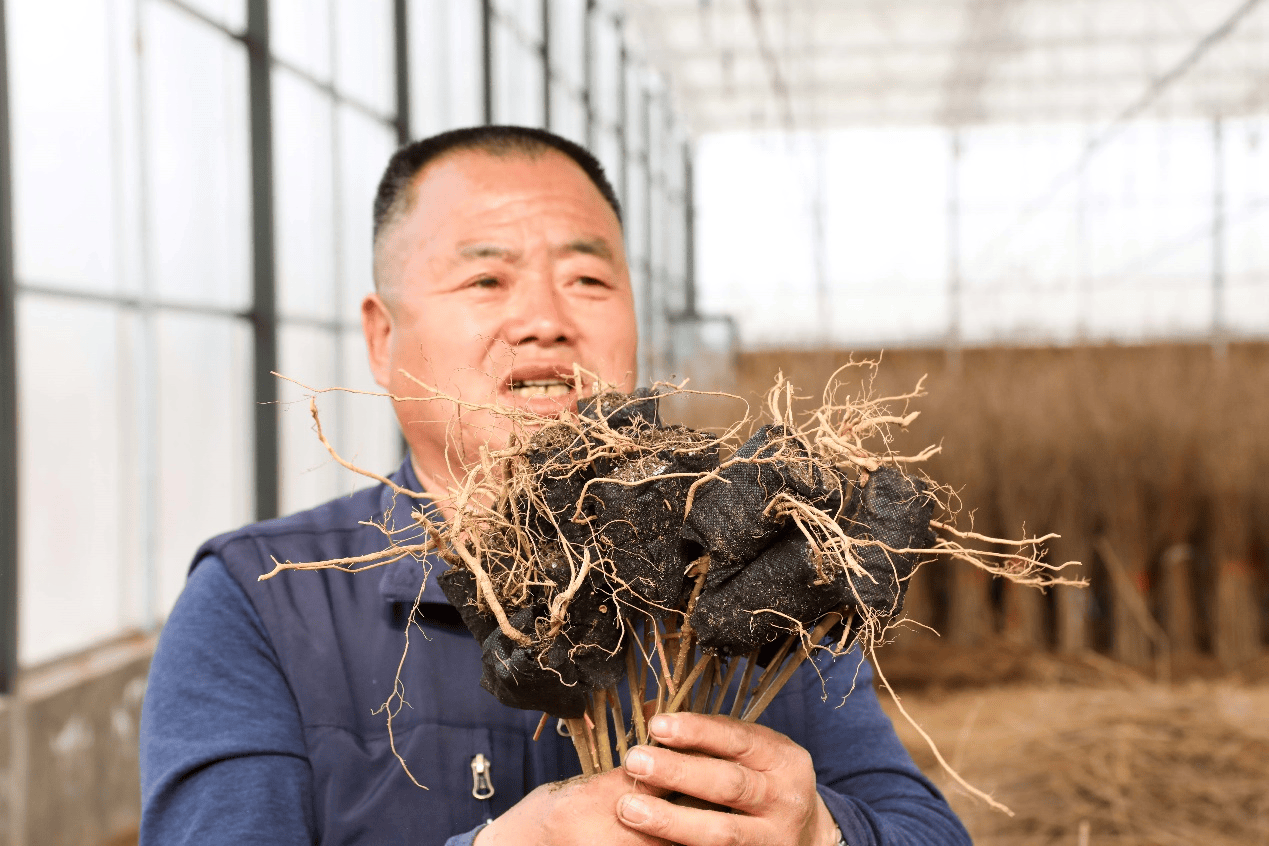 八年时间,他用一股钻劲闯出"千万"创富路_连翘_宋成虎_种植
