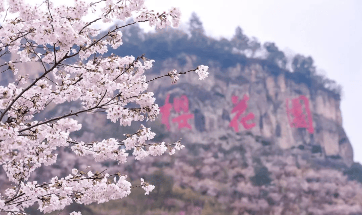 就在今天磐安樱花公园的赏花季开启啦