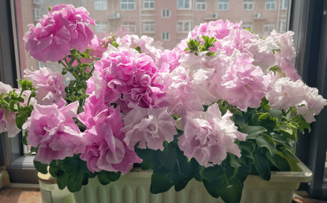 这些花不挑地盆栽也开爆让小阳台变身绝美花海