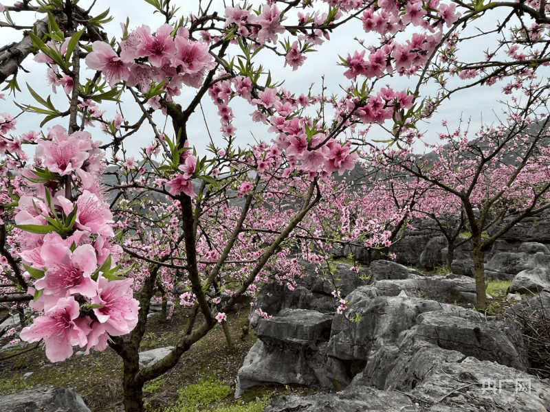 山桃树花期图片