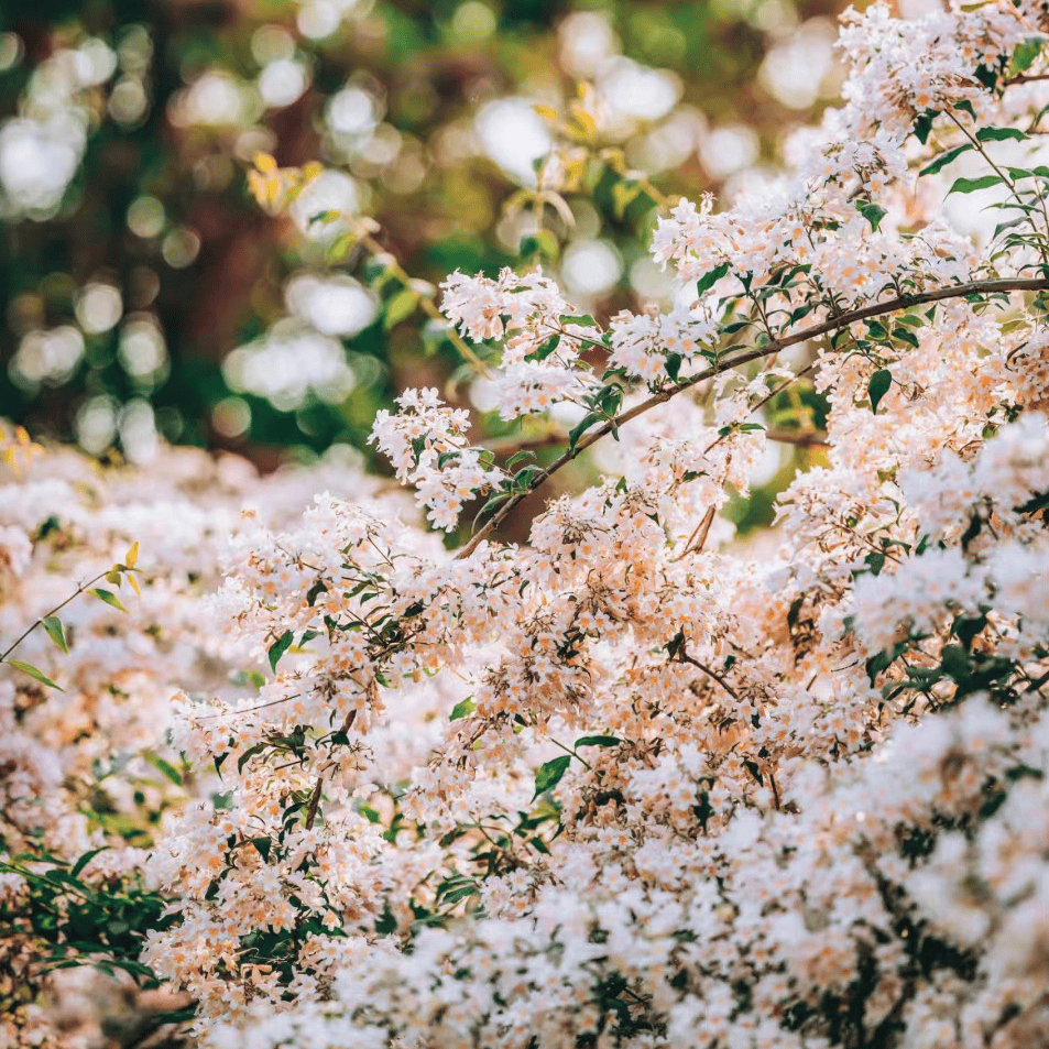 来朝阳 赏春花绽放