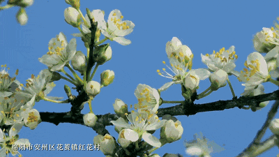 安州区第五届红花源景区梨花季开幕!