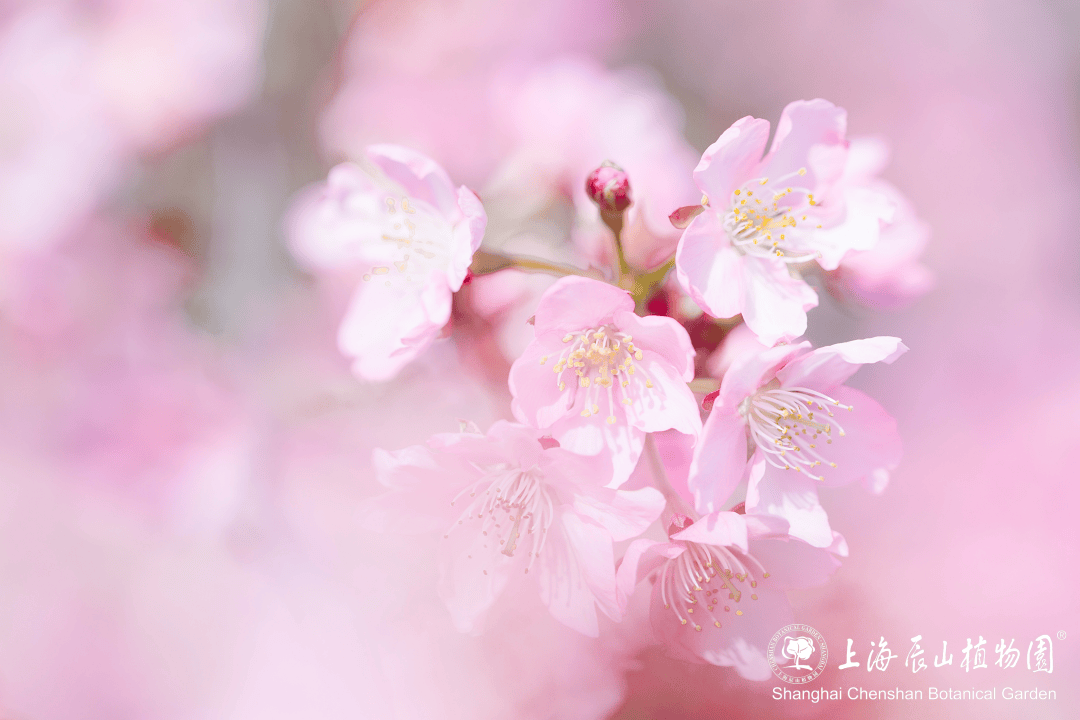 辰山植物园的樱花拍一天少一天了本周末快冲游园指南