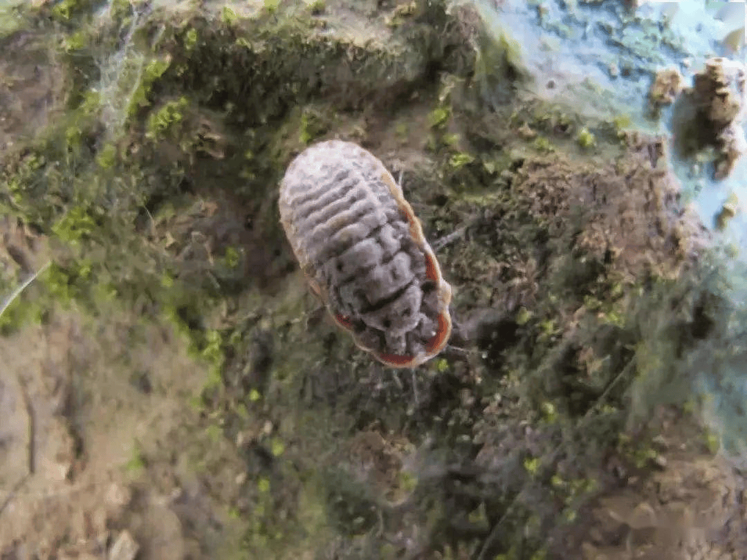 园林植保丨常见介壳虫种类与防治技巧