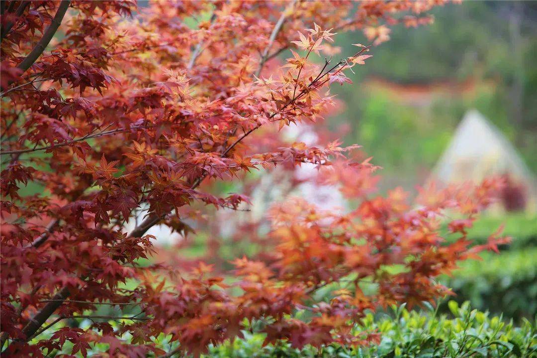 烟花三月春枫飞扬相约岭南红叶世界