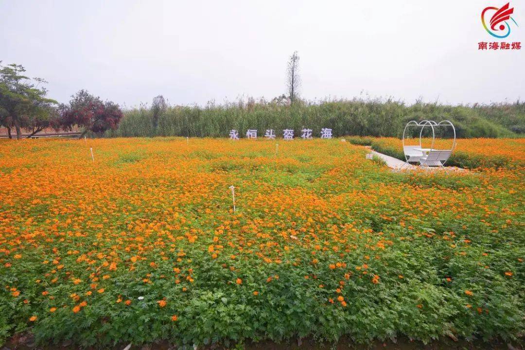 花海 骑行 露营!在九江网红打卡点"浪"起来
