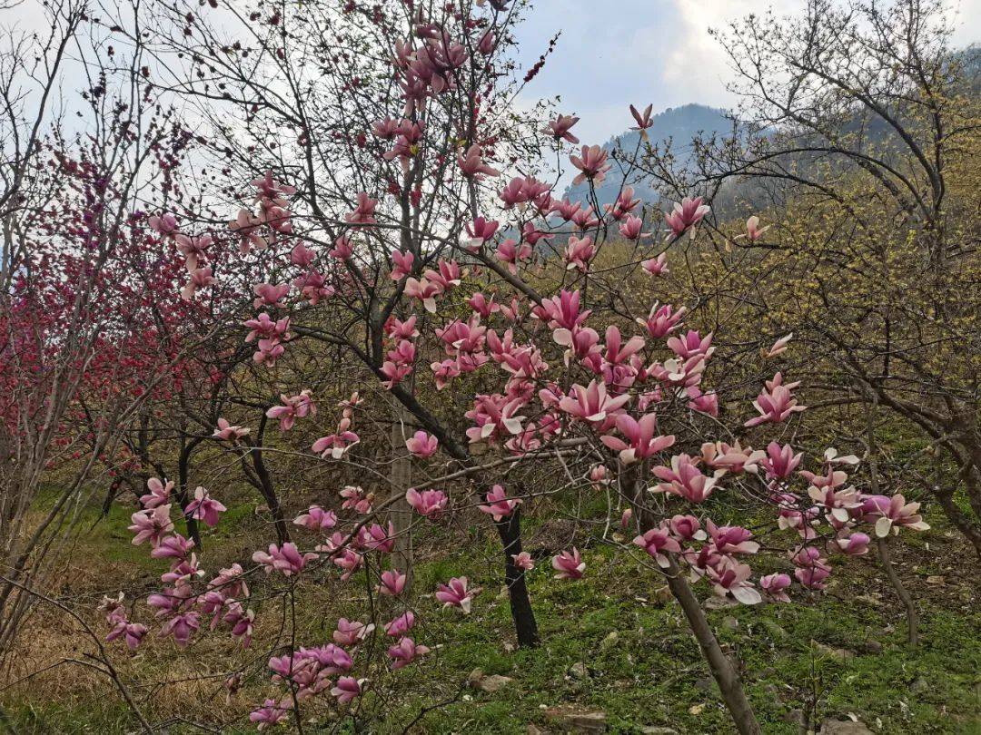 蟒河生态旅游区门票图片