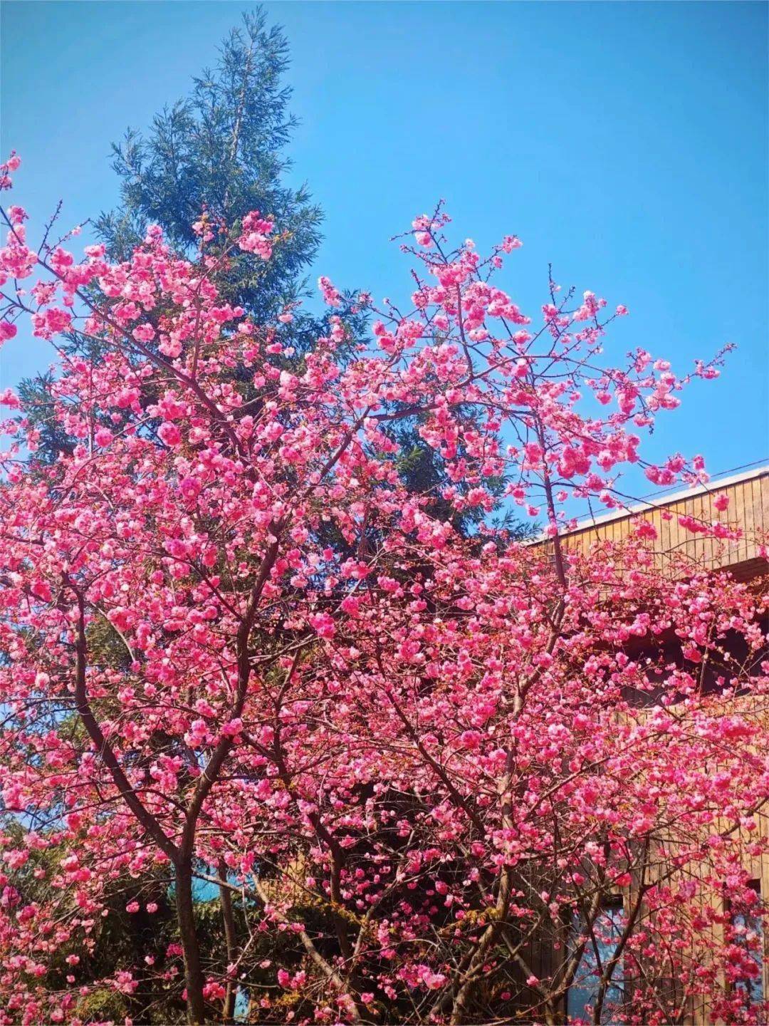 64盘龙64 热情地宠爱每一个"樱樱怪"_樱花_昆明_城市