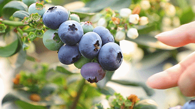 "莓"好时光,麻涌创艺蓝莓采摘季,等你来!_活动_旅游_文化