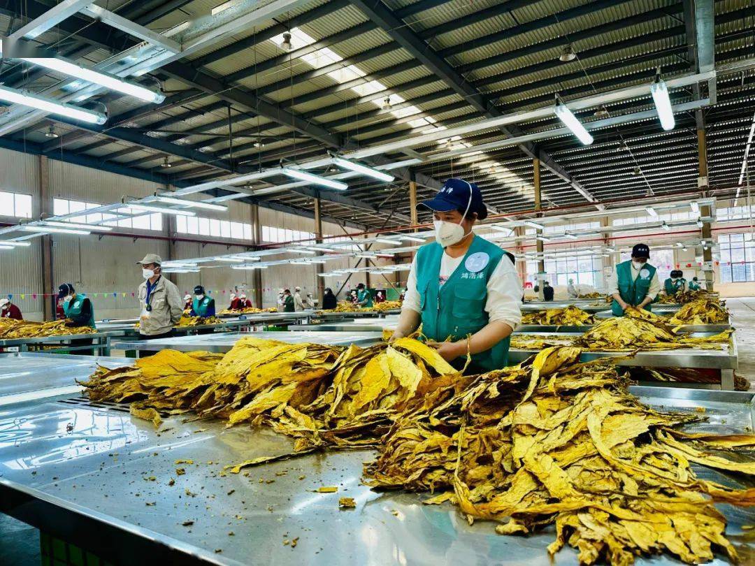 四川复烤首届"蜀香杯"选叶技能竞赛开幕_烟叶_参赛选手_会东