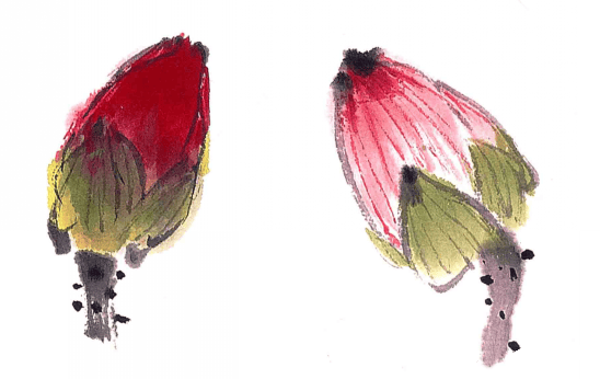 荷叶的画法新出水面的小荷叶尖长如梭,可用一笔画成.