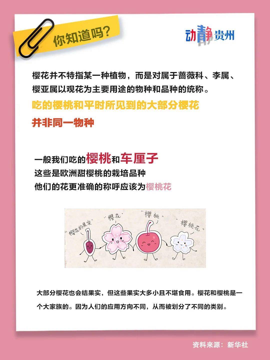 你知道吗今日随机提问樱花是樱桃的花吗