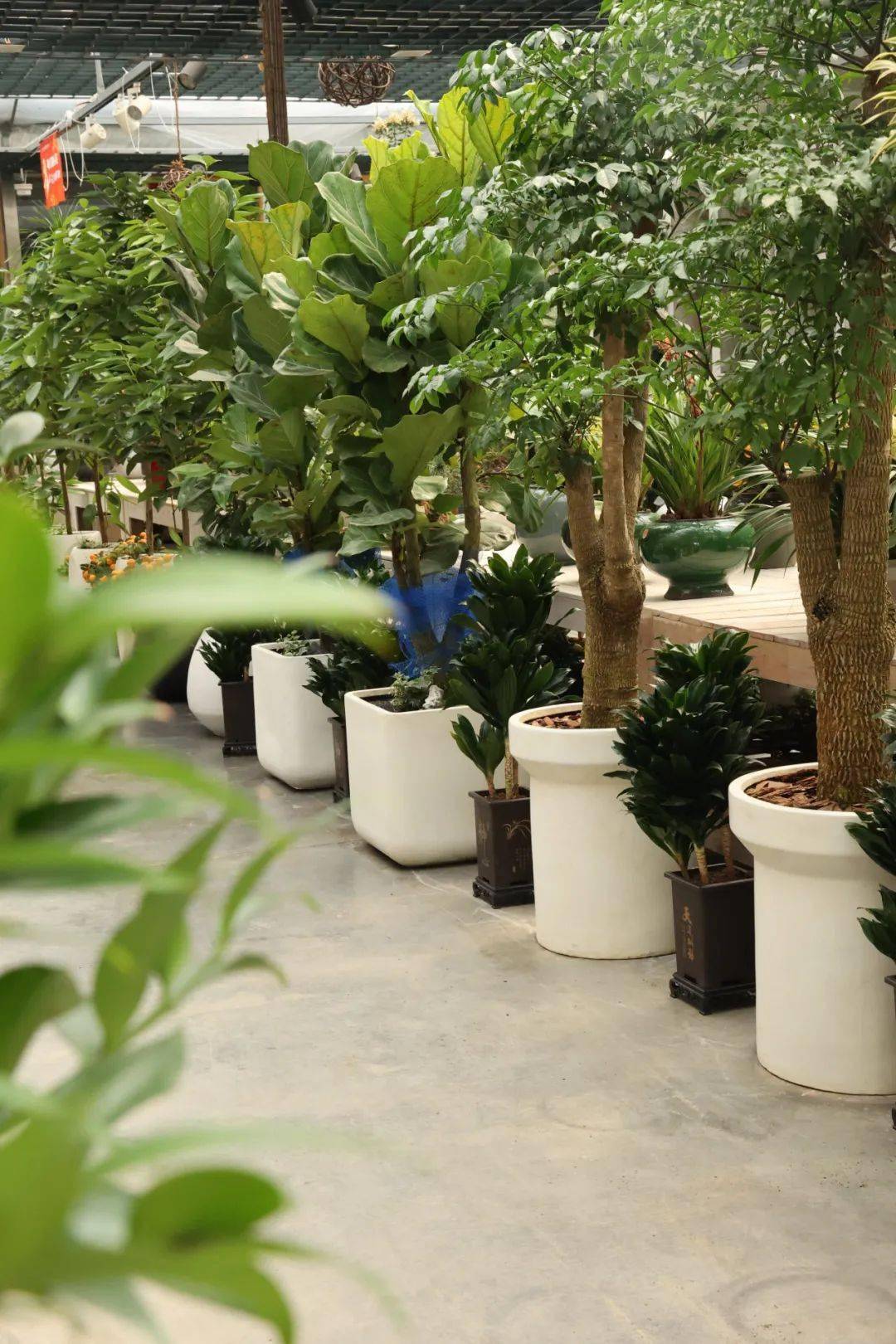 常州人周末低成本的快乐在夏溪花木市场找到了