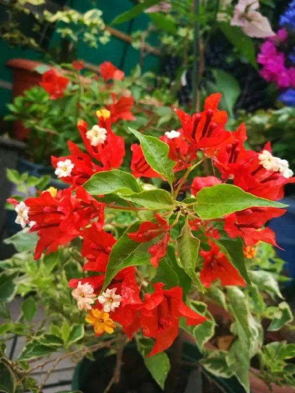 三角梅中哪些品种开红花推荐3种各有特色红得耀眼