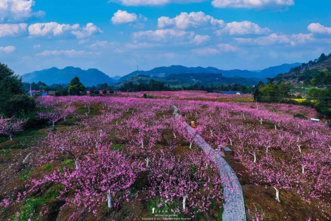 犍为县芭沟镇樱花图片