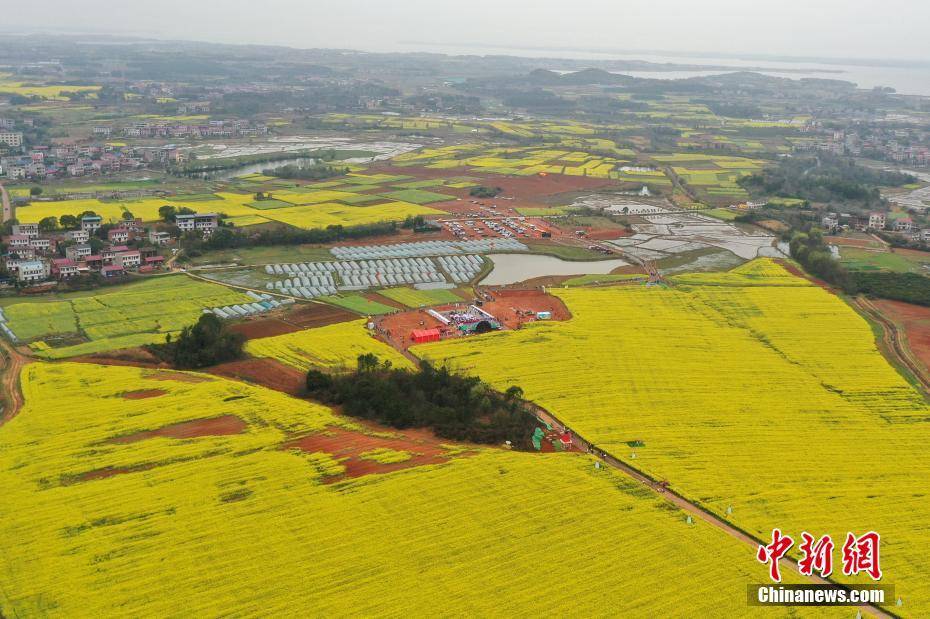 南昌县塔城乡油菜花图片