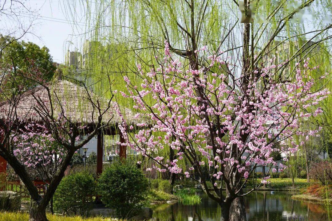 主要集中于春园和冬园彭浦四季公园的美人梅彭浦四季公园相映成趣.
