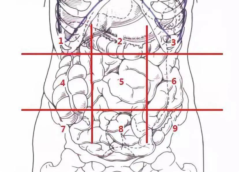 人体肚脐横截面解剖图图片