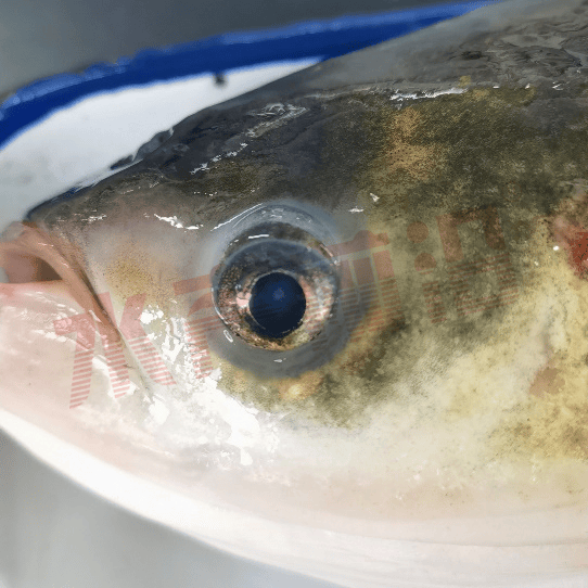 图16:锚头蚤引起的体表的伤口图15:鳃丝的中华蚤及其显微图从2023年11