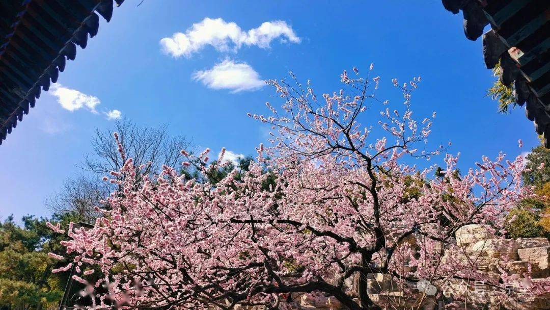 京城拍客|赏花时_北京_桃花_主题