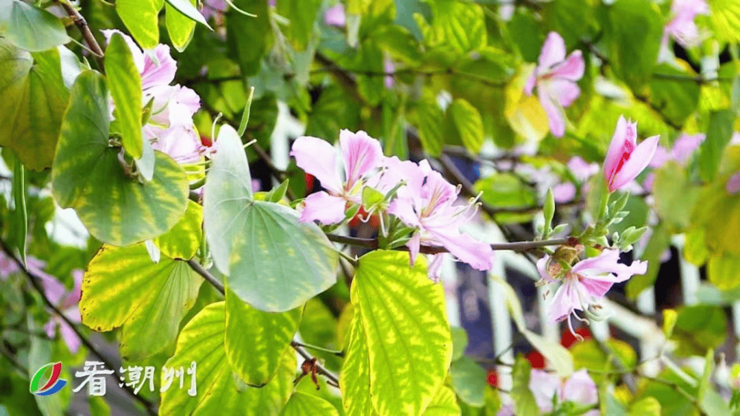 春有约花不负春游潮州这份赏花指南请收好