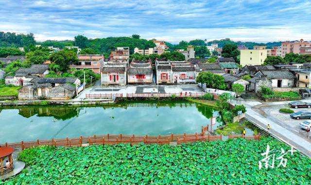 黄皮花开春满园丰收在望等甘甜云浮头条