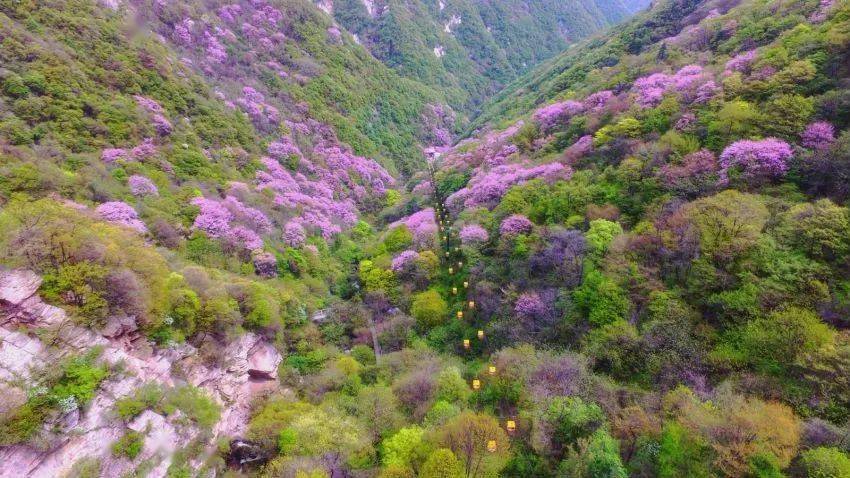 西安市鄠邑区太平峪里有万亩紫荆花海,被称为"大秦岭天然绝景".