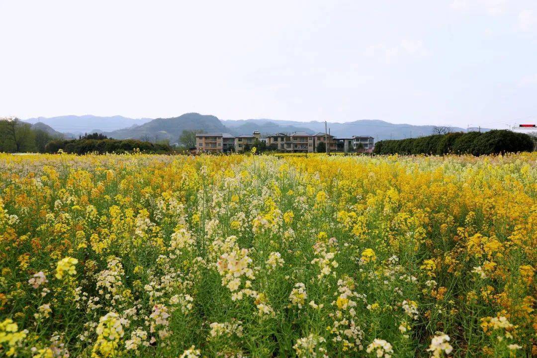 四川境内五彩油菜花图片