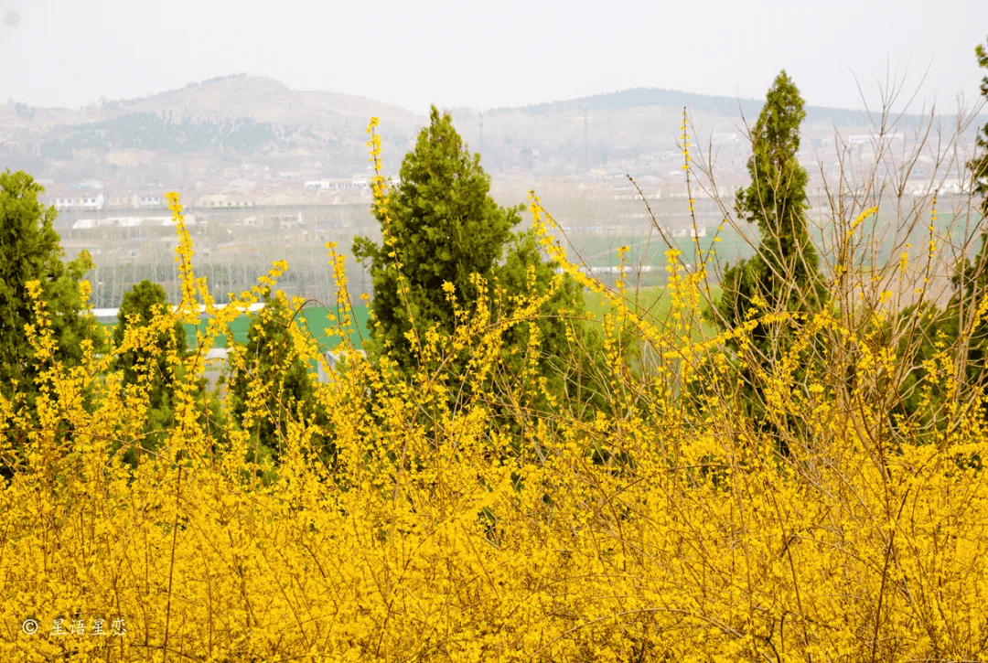 连翘花海图片