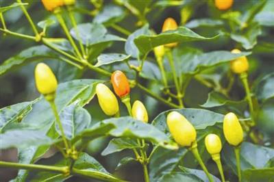 天水麻辣烫的灵魂 万里远道而来_辣椒_甘谷县_丝绸之路