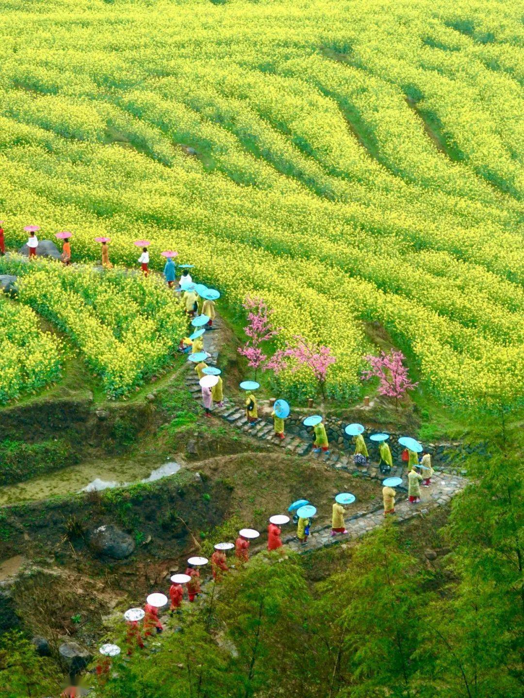 春游丽水龙泉赏花地图上线→