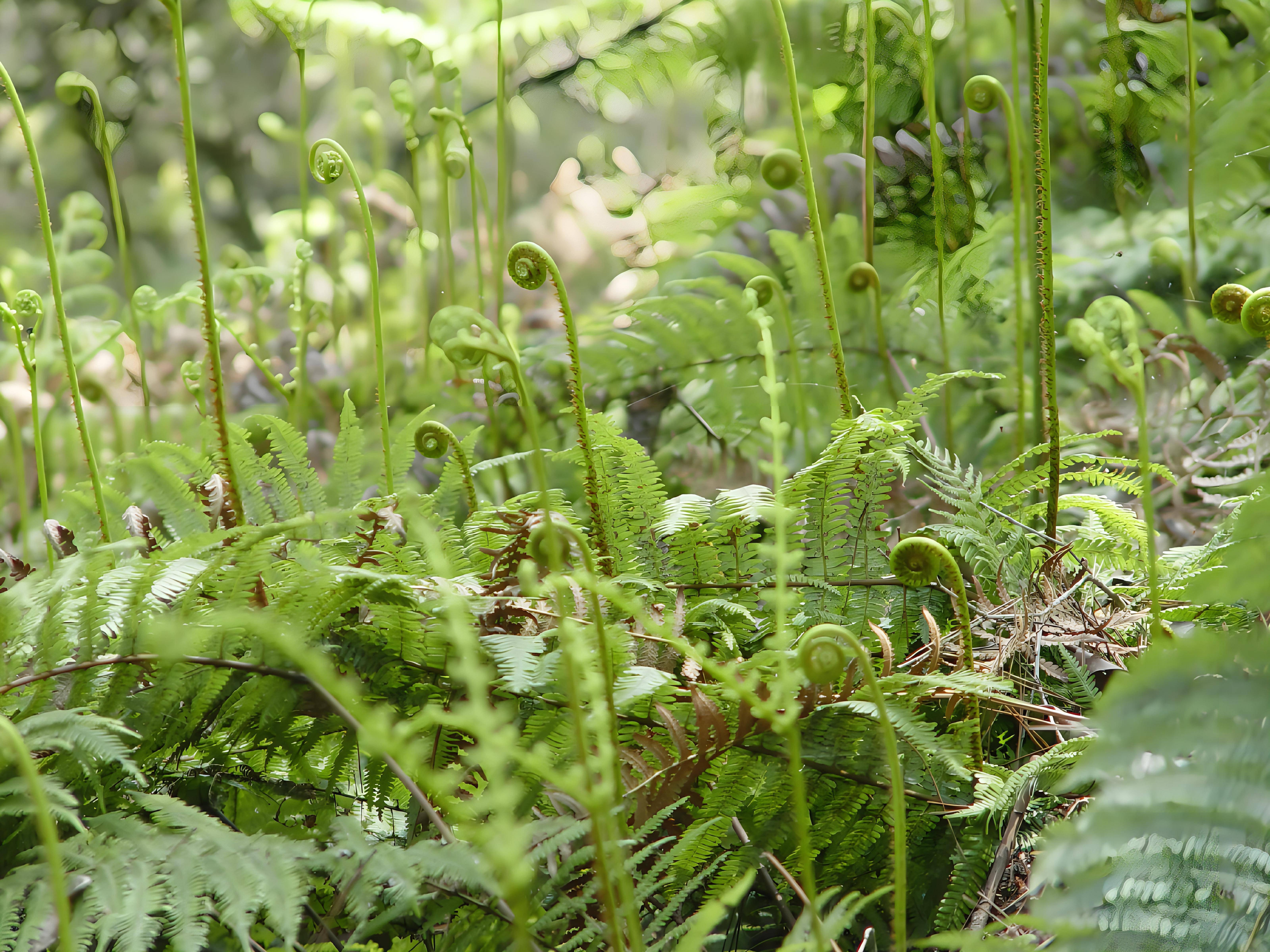 常见野菜种类图片