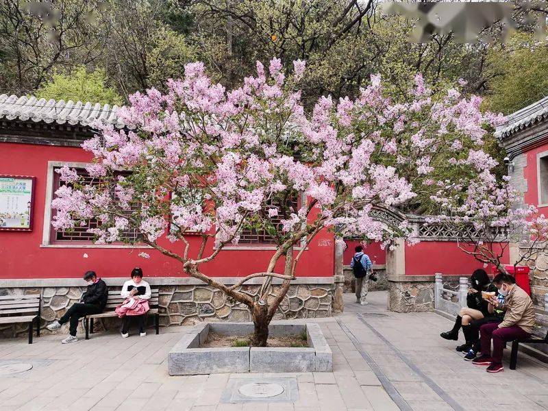 1日又见61潭柘寺享誉京华的二乔玉兰花开の千年古刹皇家寺院戒台寺