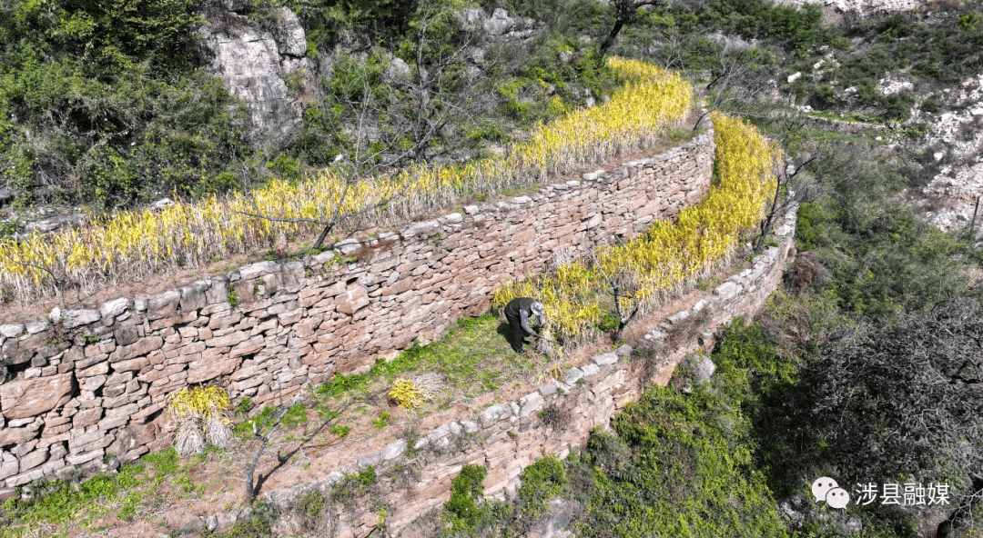旱作雨养的方式,让王金庄人延续了当地"两耕两耢三锄"的传统耕作技术.