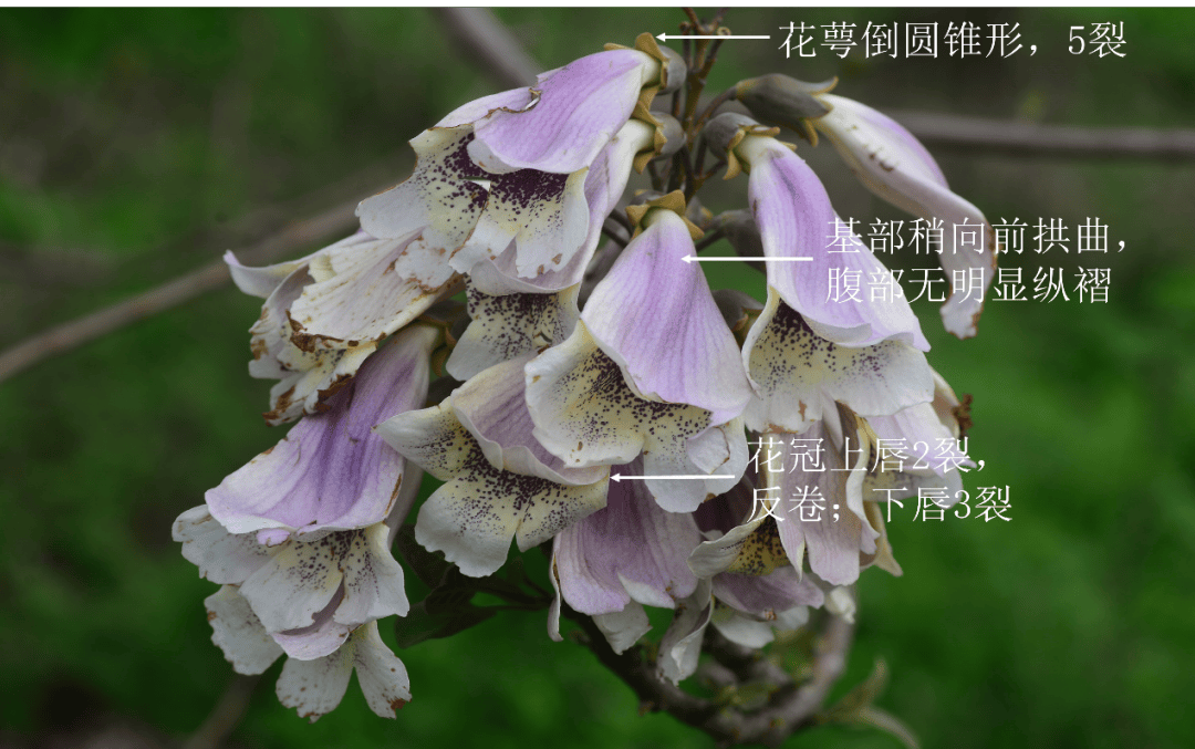 白花泡桐迎春辉疗伤续骨肿痛飞百草团畲药系列第91期知药知健康识药识