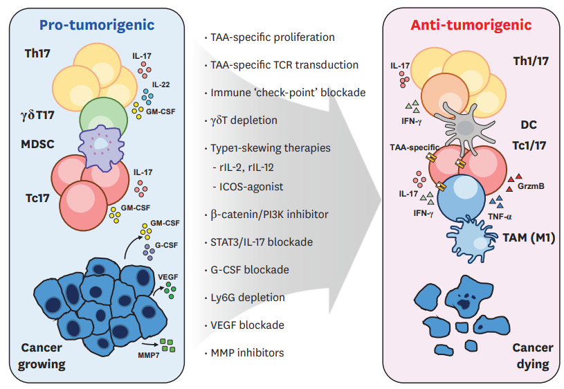 il-17a诱导erk1/2磷酸化,p38 mapk和stat3(il-6-stat3)信号通路的激活