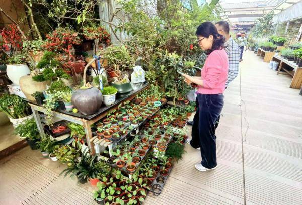 蓝莓,樱桃,草莓……宁波人的春日阳台有了"新宠"_果树_黎莉_市场