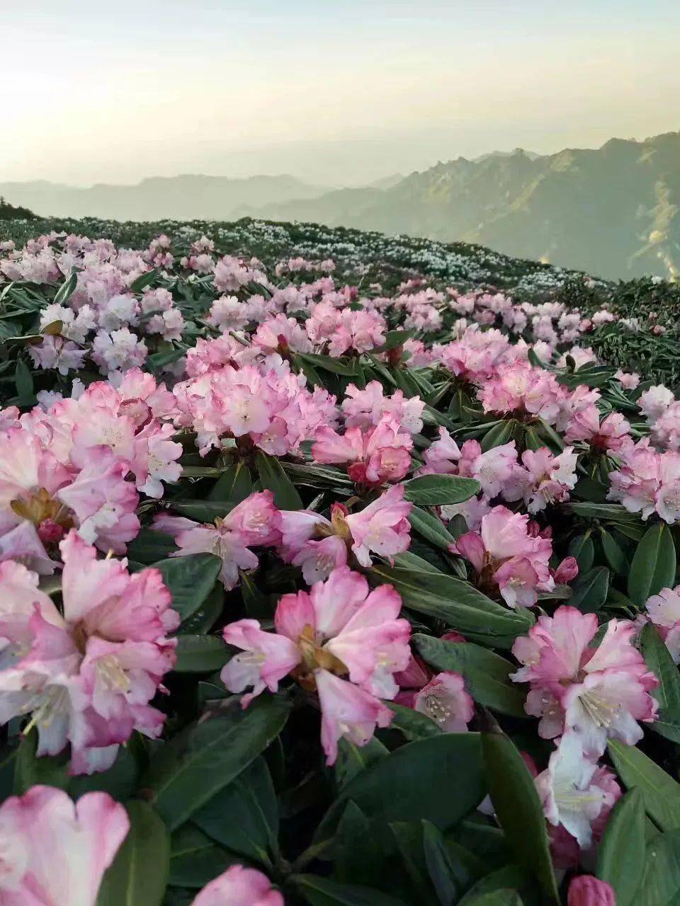 收藏丨跟着诗词去赏花陕西春季赏花攻略来了