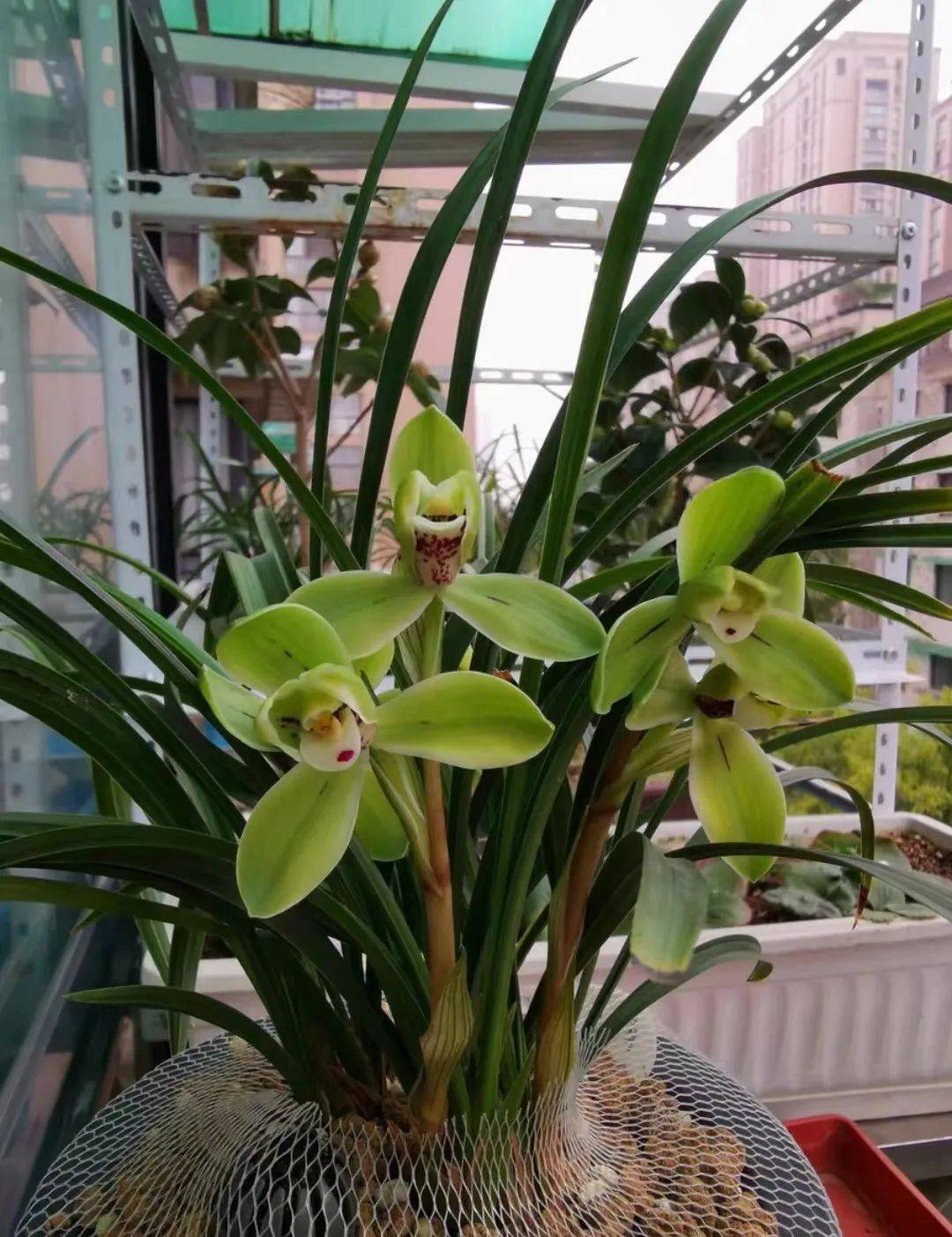 台友_盆景_兰草