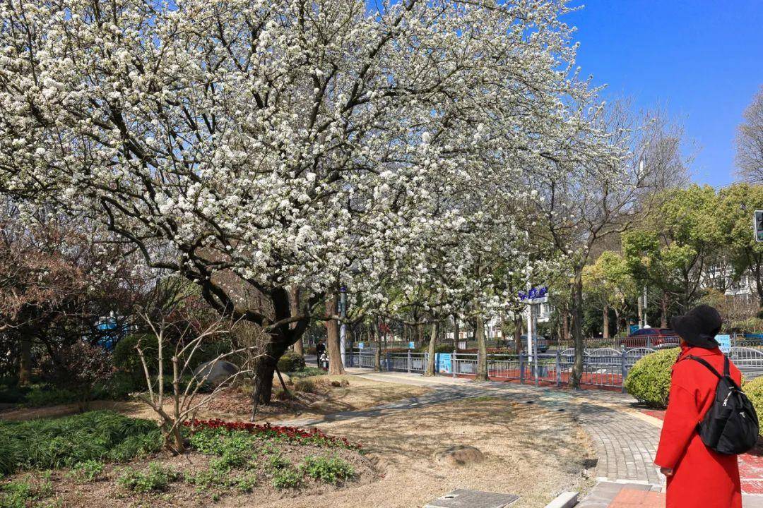 松江这里的梨树已繁花似锦,快来打卡吧!_花朵_梨花_风景