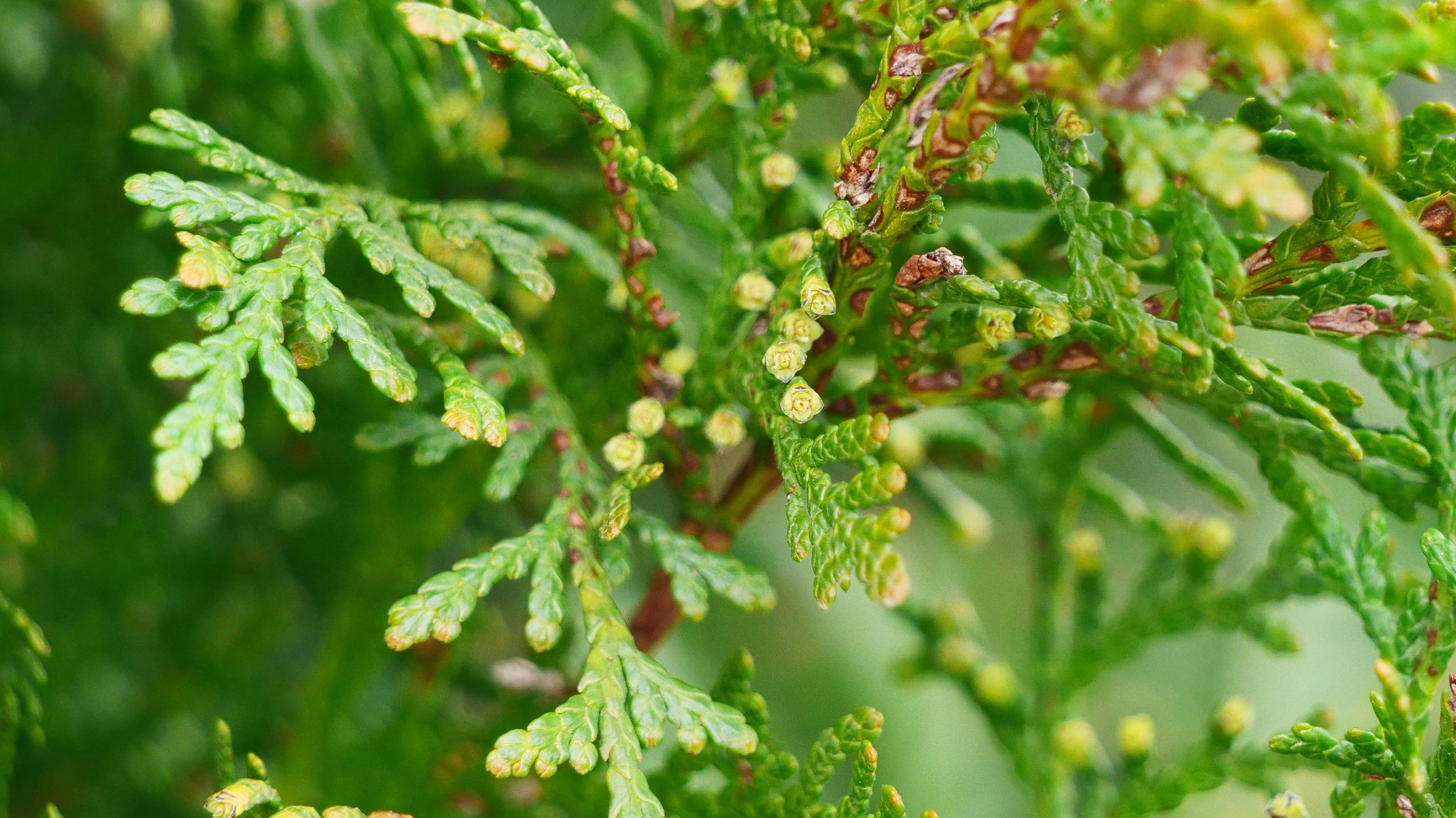组图|"植物大熊猫"崖柏的重生路
