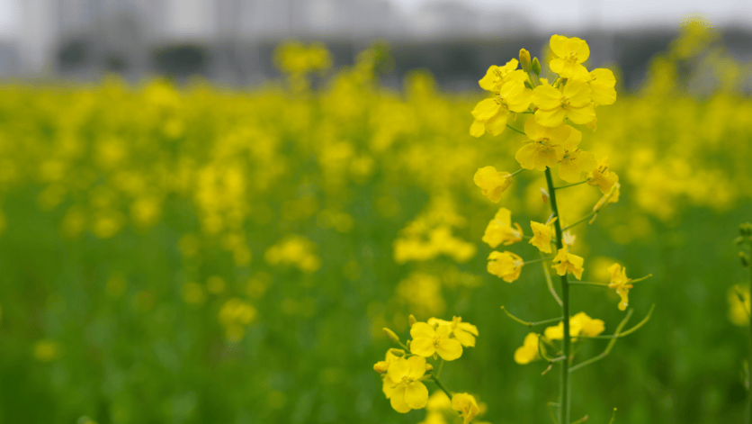 300亩油菜花海,让你一眼金艳!快来松江这里打卡→