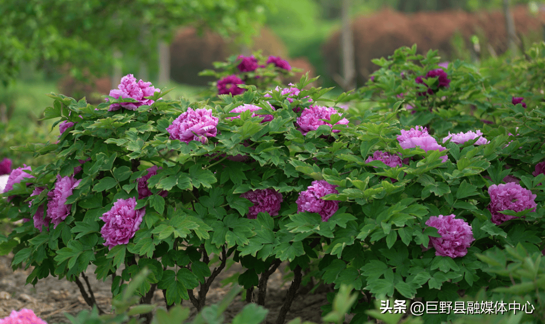 05中国牡丹园若是几大花园的牡丹不能让你满足,中国牡丹园的200余万株