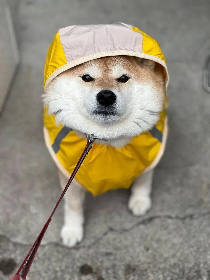 柴犬下雨天出门能有多不情愿！生怕自己的脚湿了