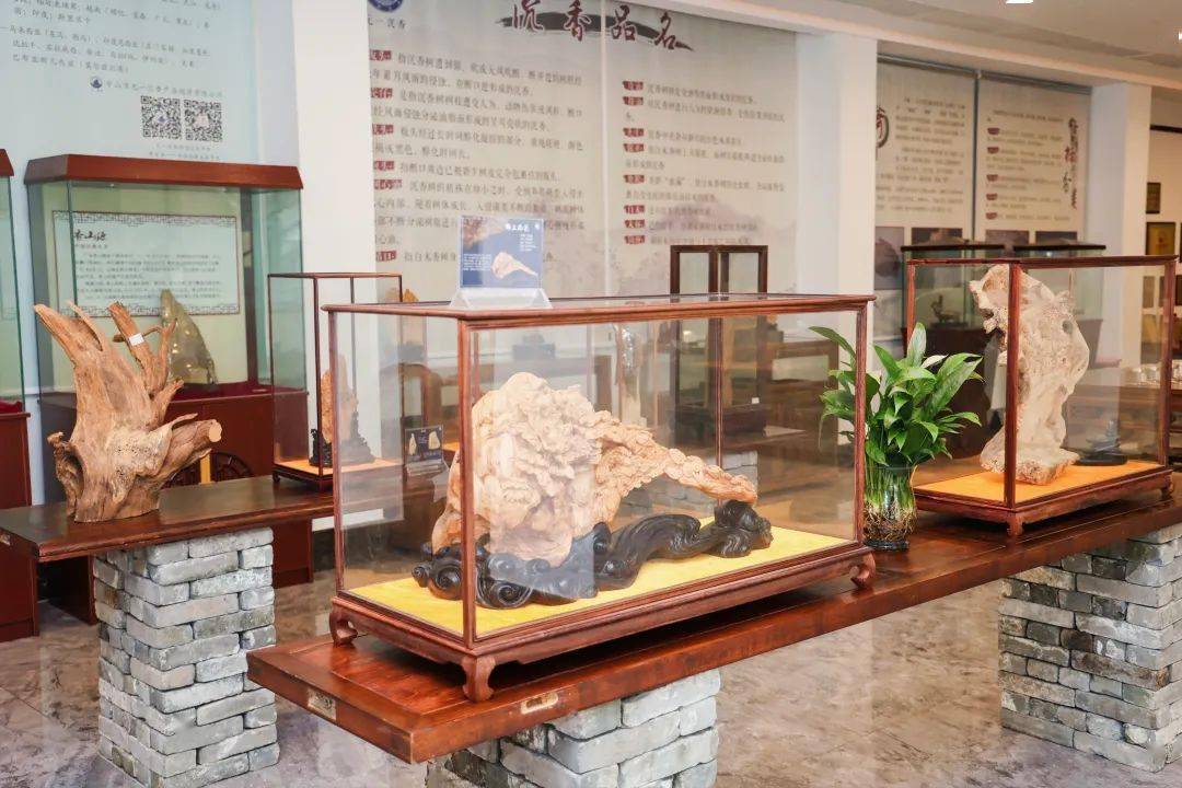 跟着山海勇士出游用脚步丈量五桂山的春天