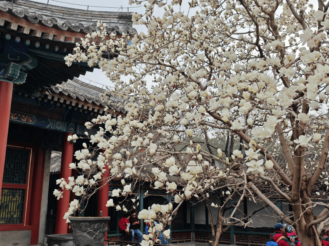 济南玉兰花园和园图片