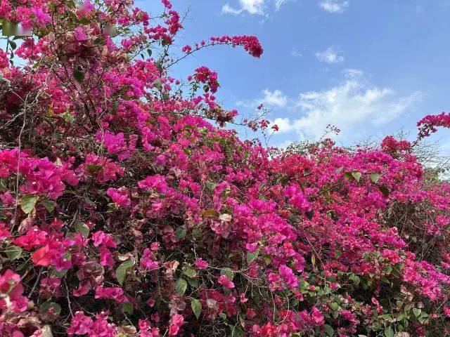 转角遇见美好带你看揭阳街头的三角梅瀑布